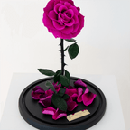 The Enchanted Rose - Light Purple