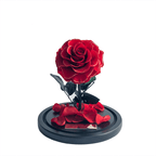 The Enchanted Mini - Red & Gold