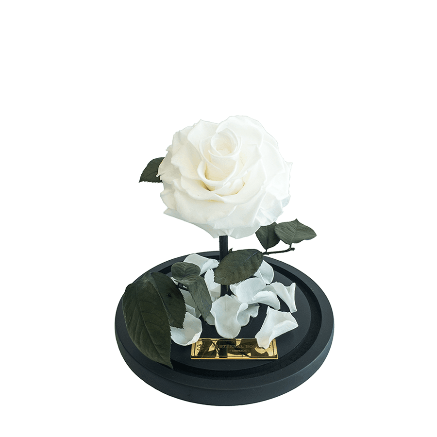 The Enchanted Mini - White