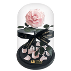 The Enchanted Rose - Pink