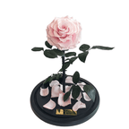 The Enchanted Rose - Pink
