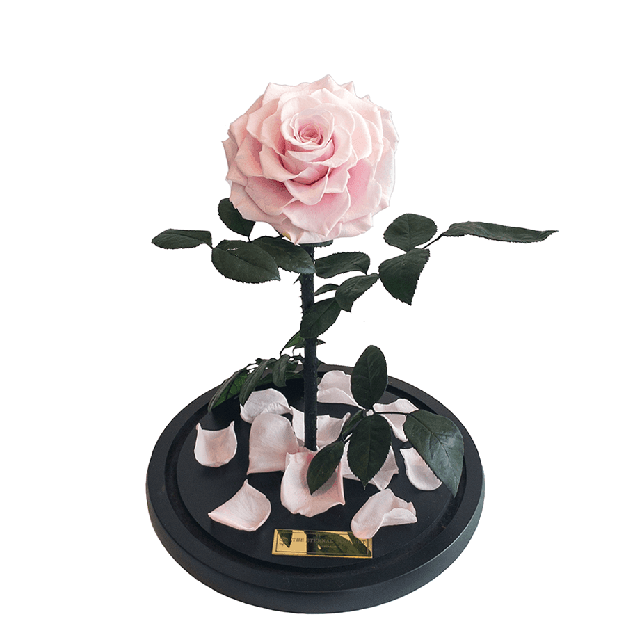 The Enchanted Rose - Pink