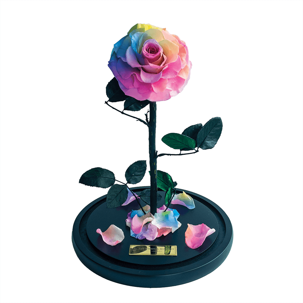 The Enchanted Rose - Rainbow