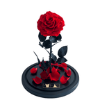 The Enchanted Rose - Red